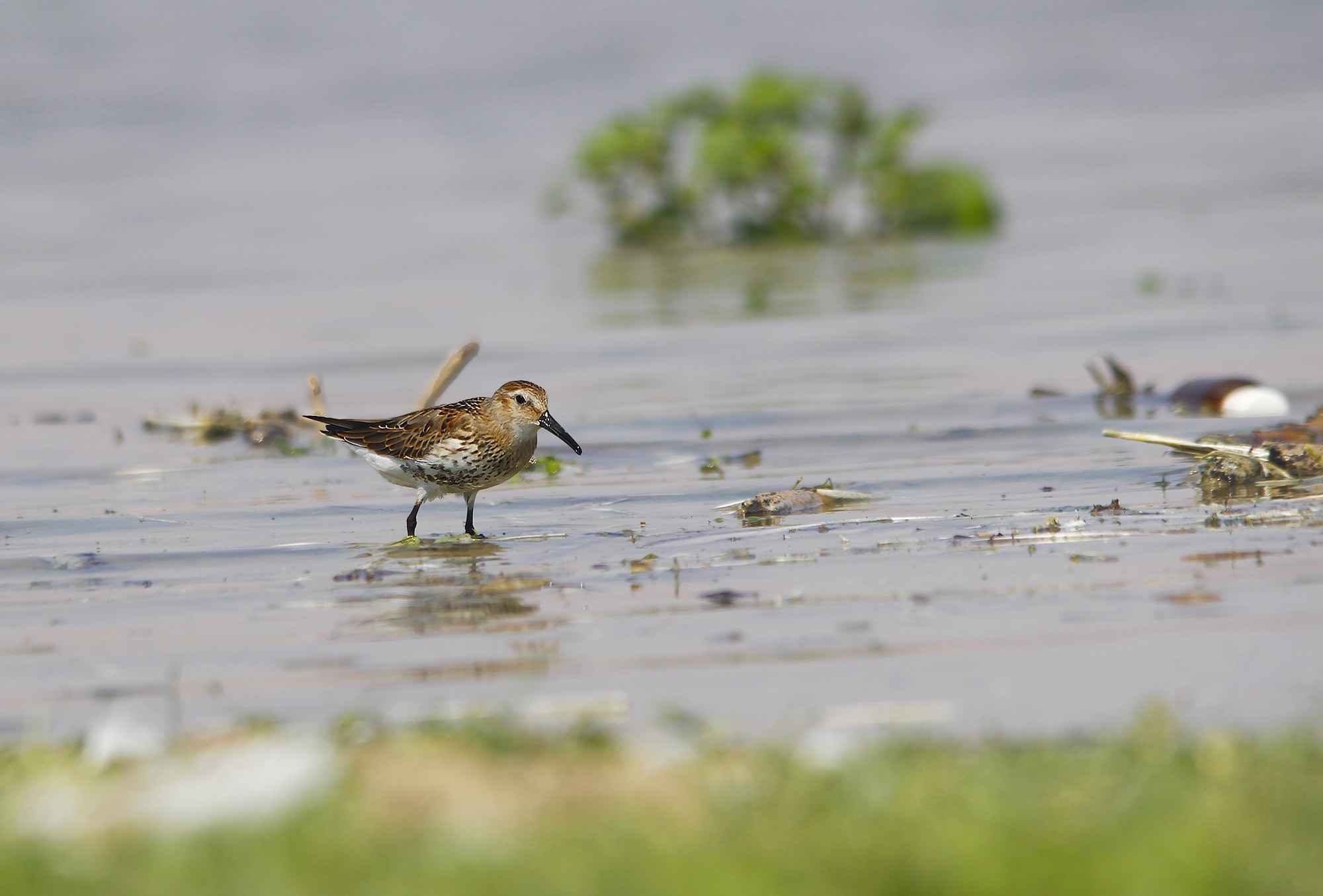 Dunlin